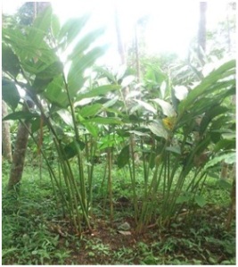 KAPULAGA (Amomum cardamomum Willd )  pbftp13